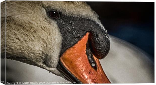 Mute Swan close-up in Hyde Park, London Canvas Print by Adrian Rowley
