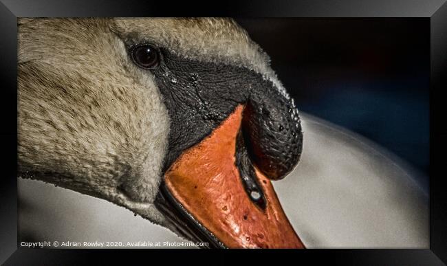 Mute Swan close-up in Hyde Park, London Framed Print by Adrian Rowley