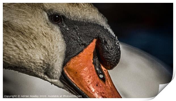 Mute Swan close-up in Hyde Park, London Print by Adrian Rowley
