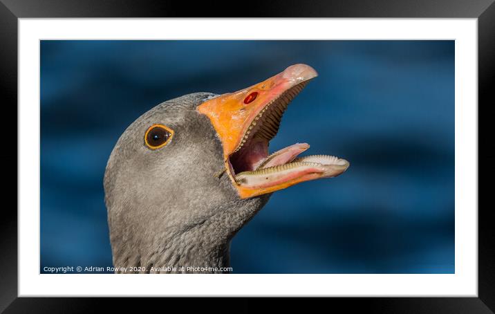 Laughing Greylag Framed Mounted Print by Adrian Rowley