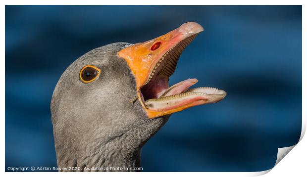 Laughing Greylag Print by Adrian Rowley