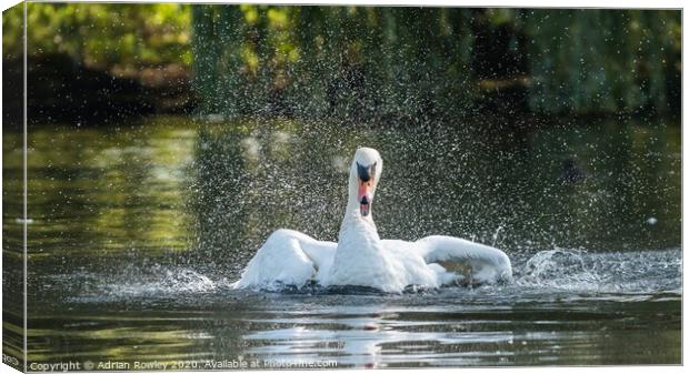 Mute Swan Bathing in Foots Cray Meadows, Kent  Canvas Print by Adrian Rowley
