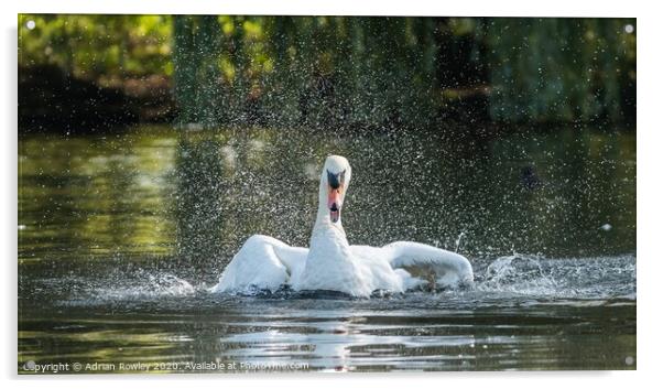 Mute Swan Bathing in Foots Cray Meadows, Kent  Acrylic by Adrian Rowley