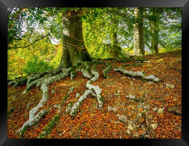 Tree Roots Framed Print by Mark Llewellyn