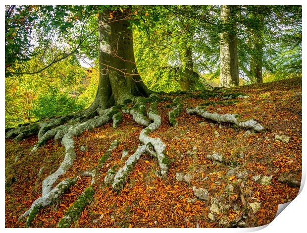 Tree Roots Print by Mark Llewellyn