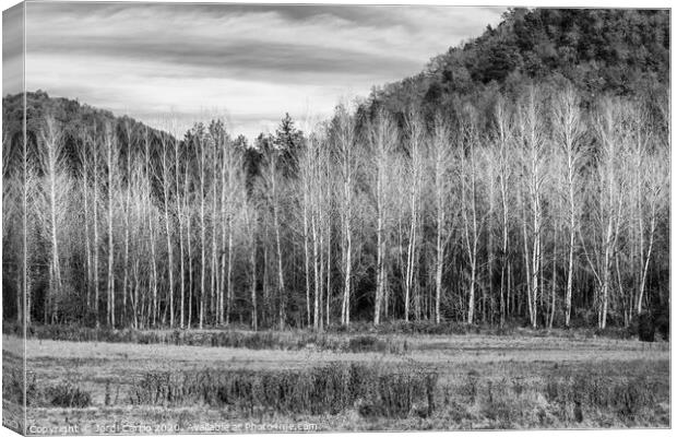 A forest of poplar trees without leaves in winter  Canvas Print by Jordi Carrio