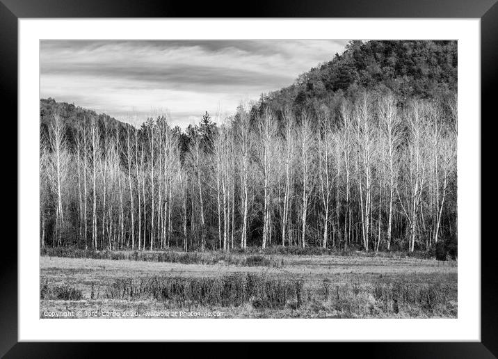 A forest of poplar trees without leaves in winter  Framed Mounted Print by Jordi Carrio