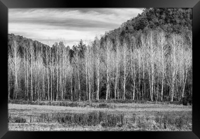 A forest of poplar trees without leaves in winter  Framed Print by Jordi Carrio