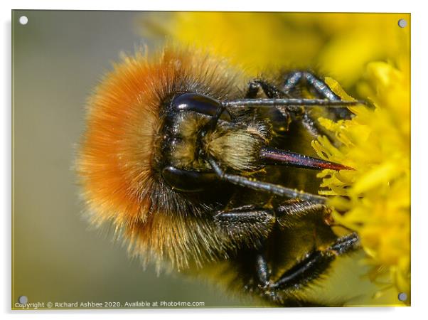 Shetland Bumblebee Acrylic by Richard Ashbee
