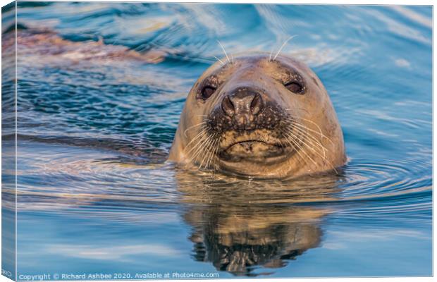 Curious seal Canvas Print by Richard Ashbee