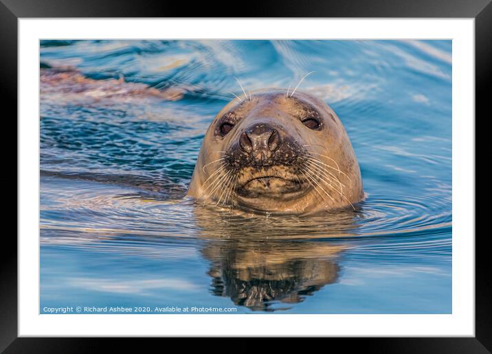 Curious seal Framed Mounted Print by Richard Ashbee