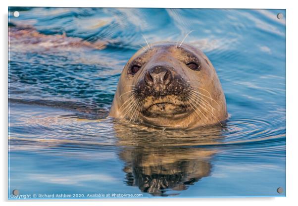 Curious seal Acrylic by Richard Ashbee