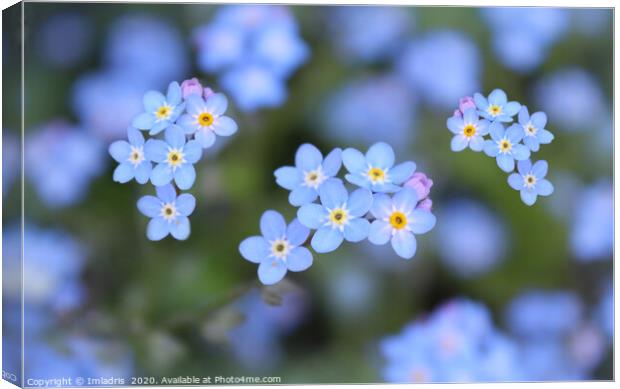 Dainty Blue Forget me Not Flowers Canvas Print by Imladris 