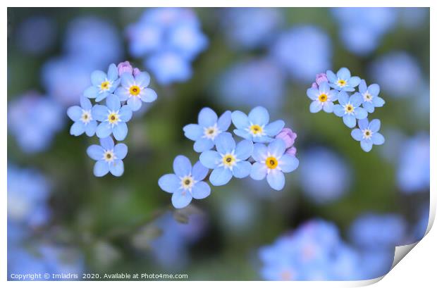 Dainty Blue Forget me Not Flowers Print by Imladris 