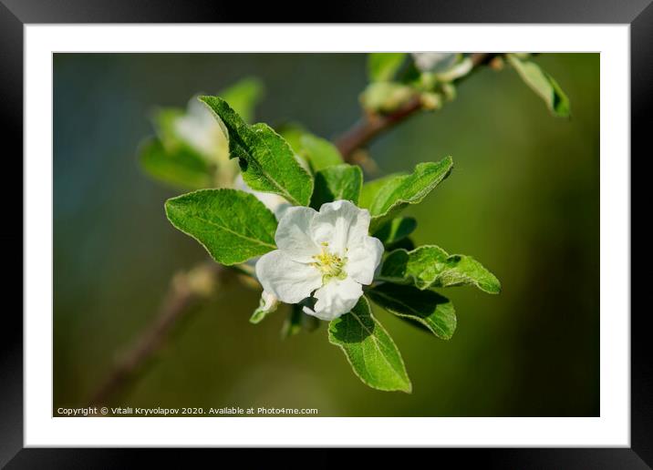 Apple tree flower  Framed Mounted Print by Vitalii Kryvolapov