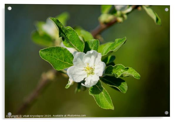 Apple tree flower  Acrylic by Vitalii Kryvolapov