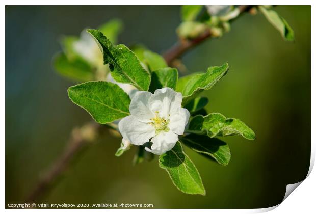 Apple tree flower  Print by Vitalii Kryvolapov