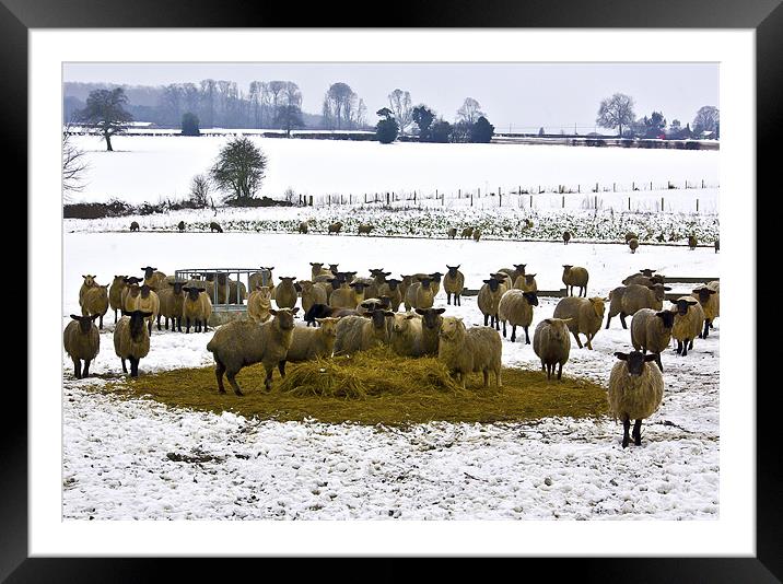 A Winters Day in the Countryside Framed Mounted Print by Trevor Kersley RIP