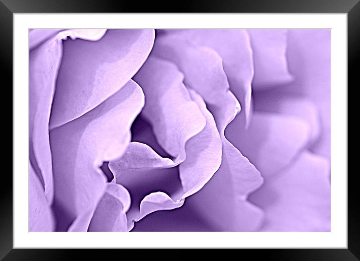 lilac tint Framed Mounted Print by rachael hardie
