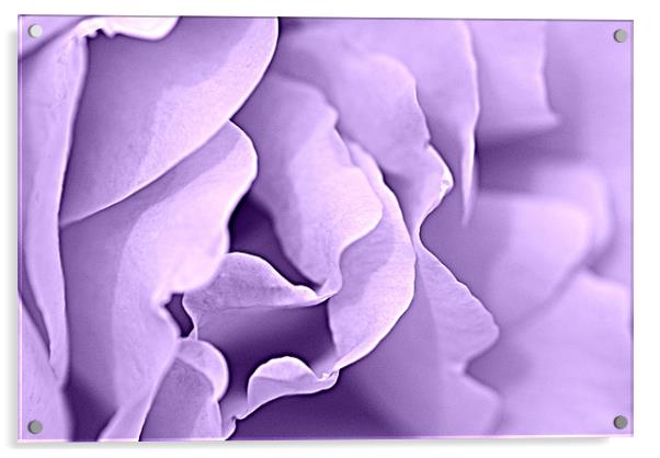 lilac tint Acrylic by rachael hardie