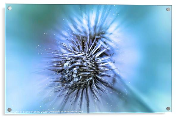 Winter Thistles    flower  Acrylic by Elaine Manley