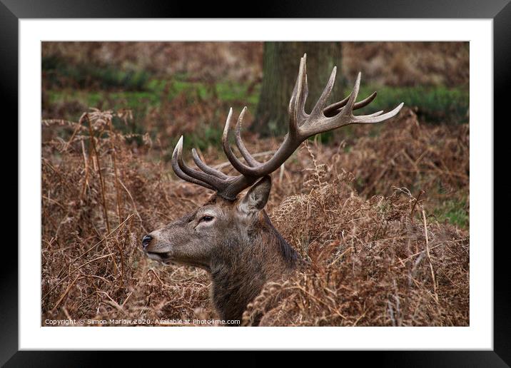 Majestic Stag resting in the ferns in Richmond Park Framed Mounted Print by Simon Marlow