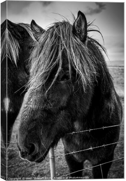 Icelandic Horse Canvas Print by Heidi Stewart