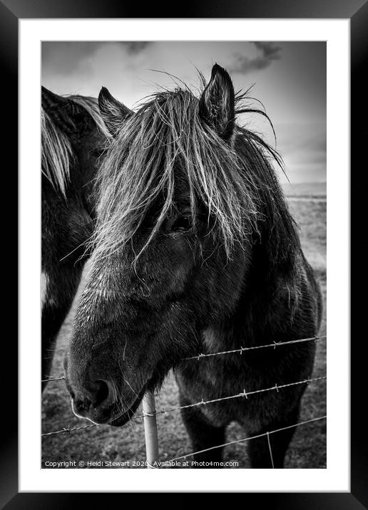 Icelandic Horse Framed Mounted Print by Heidi Stewart