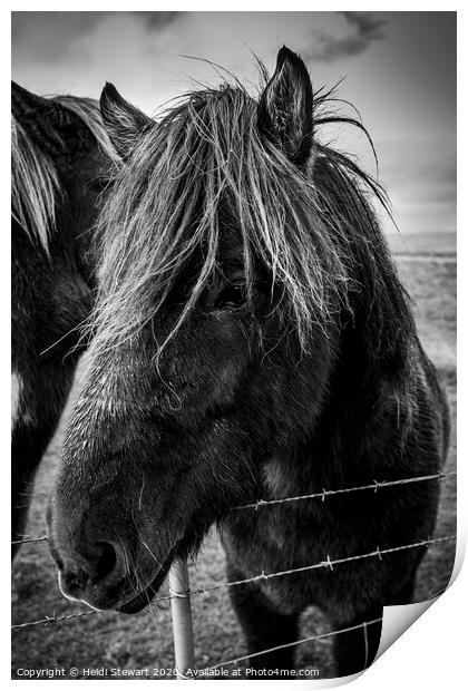 Icelandic Horse Print by Heidi Stewart