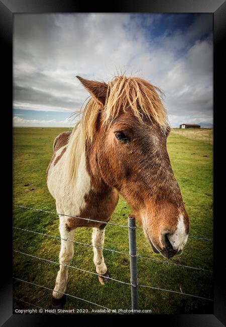 Icelandic Horse Framed Print by Heidi Stewart