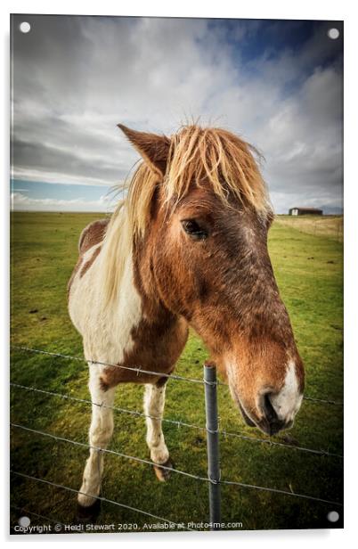 Icelandic Horse Acrylic by Heidi Stewart