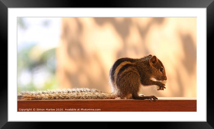 Furry FiveStriped Squirrel Feasting in Sri Lanka Framed Mounted Print by Simon Marlow