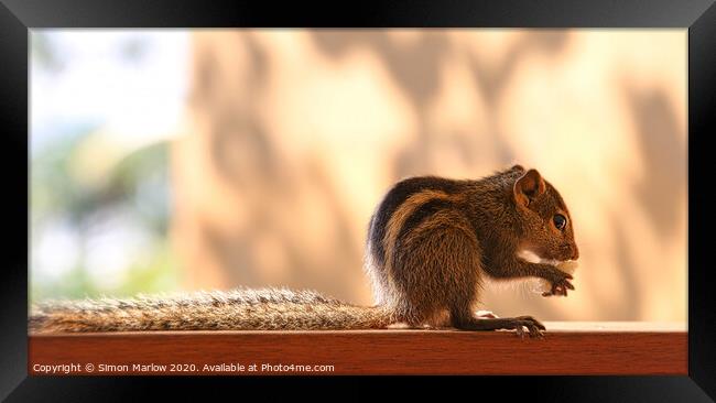 Furry FiveStriped Squirrel Feasting in Sri Lanka Framed Print by Simon Marlow