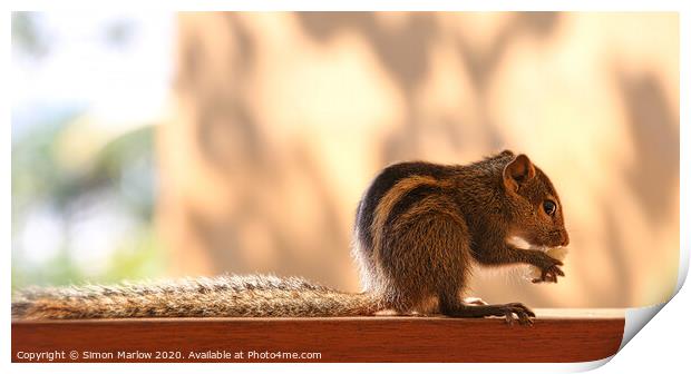 Furry FiveStriped Squirrel Feasting in Sri Lanka Print by Simon Marlow