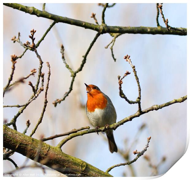 Robin Redbreast Singing Print by Allan Bell