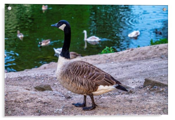 Canadian Goose Acrylic by simon alun hark