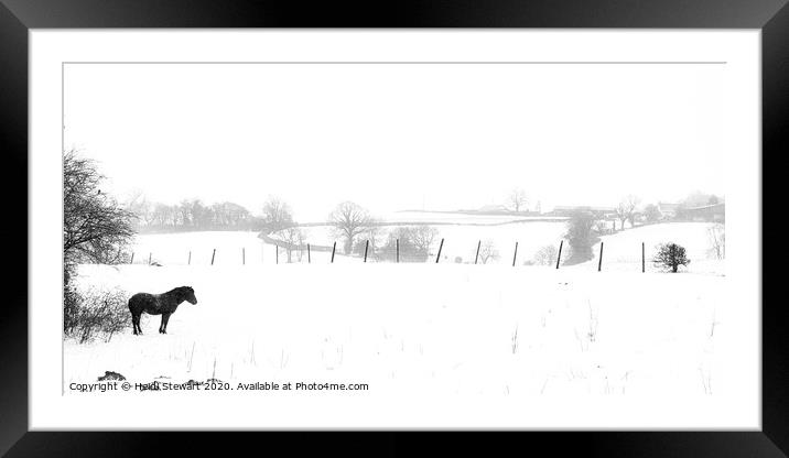 Solitary Horse in a Snowy Field Framed Mounted Print by Heidi Stewart