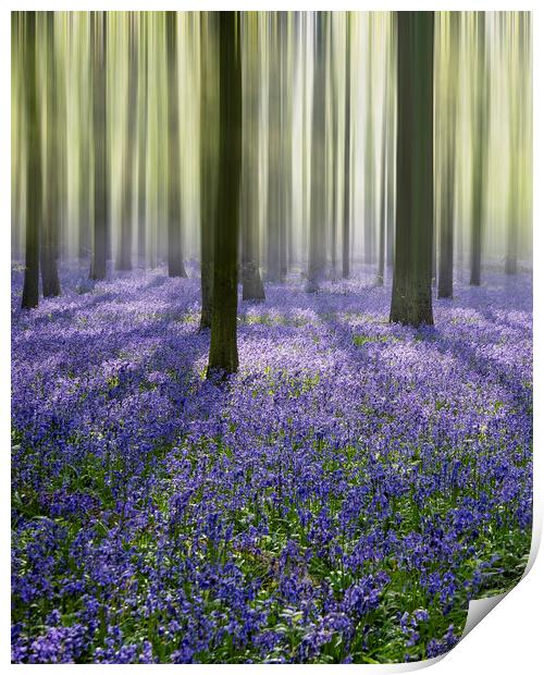 Bluebell Woods  Print by Graham Custance