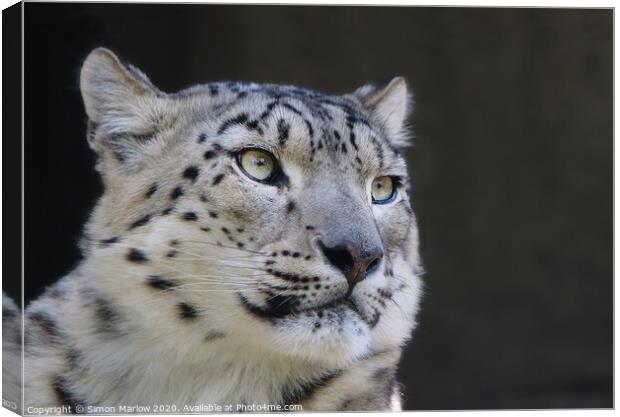 Majestic Snow Leopard The King of the Mountains Canvas Print by Simon Marlow