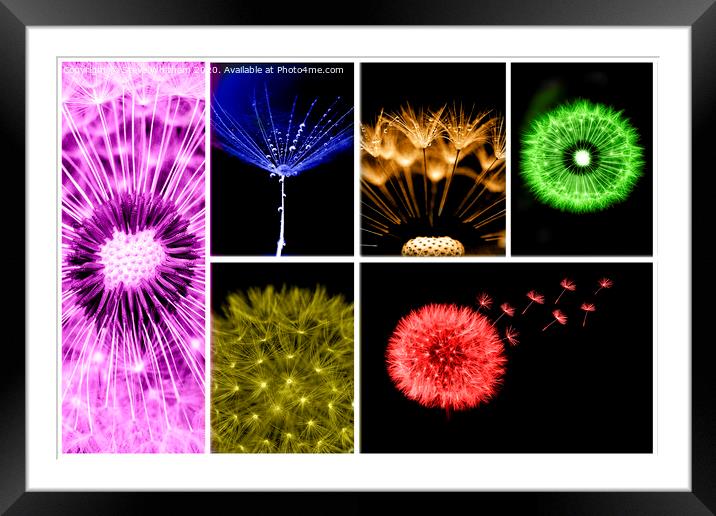 Dandelion colour collage. Framed Mounted Print by Steve Whitham