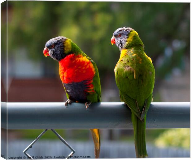 A pair of Rainbow Lorikeets. Canvas Print by Geoff Childs
