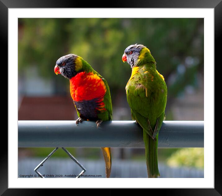 A pair of Rainbow Lorikeets. Framed Mounted Print by Geoff Childs