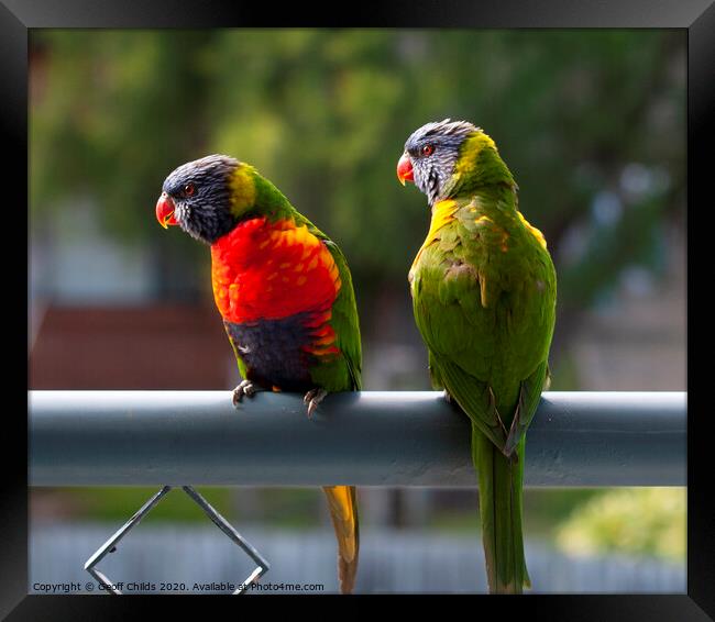 A pair of Rainbow Lorikeets. Framed Print by Geoff Childs