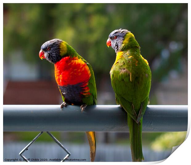 A pair of Rainbow Lorikeets. Print by Geoff Childs