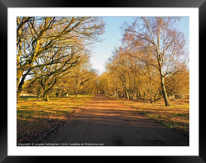 Tree-lined Lane Framed Mounted Print by Angela Cottingham