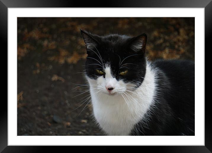 Black and White cat Framed Mounted Print by simon alun hark