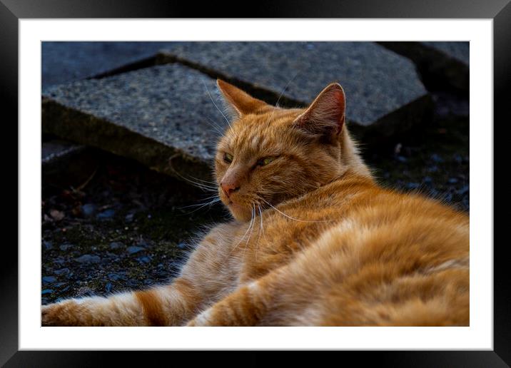 Ginger Tom Framed Mounted Print by simon alun hark