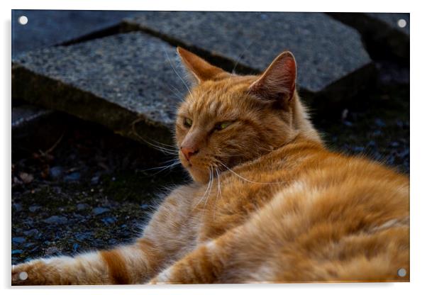 Ginger Tom Acrylic by simon alun hark