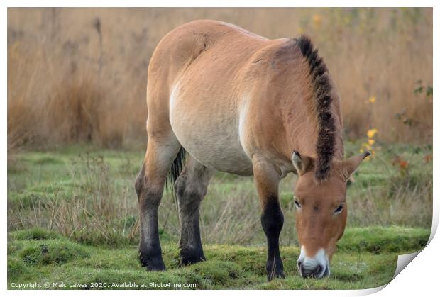 A Przewalski Horse  Print by Malc Lawes