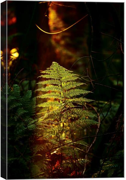 Sunlit fern Canvas Print by Simon Johnson